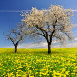 Embracing Menopause in the Workplace: A 'Second Spring' Mindset